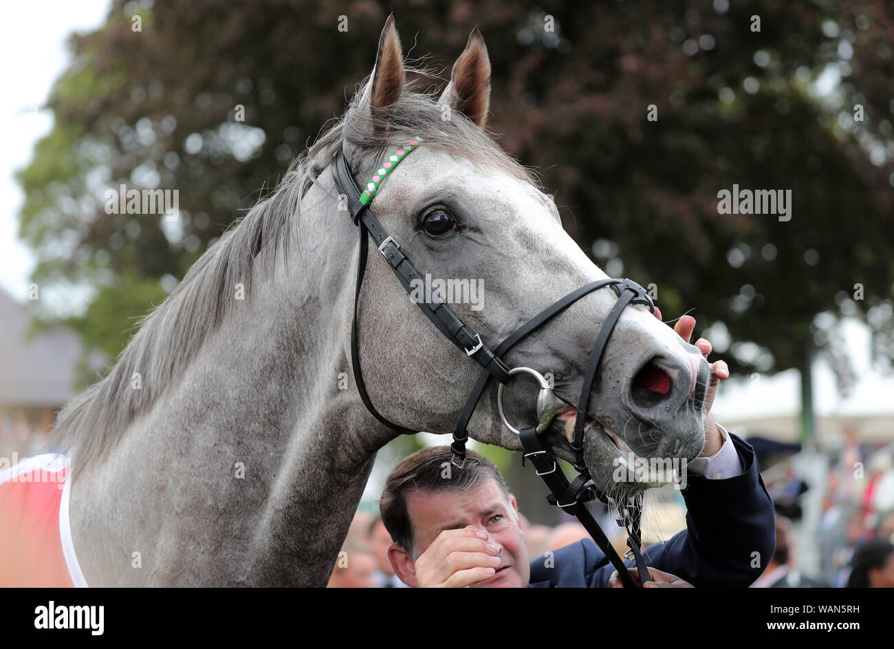 York, UK. 21st Aug, 2019. Logician, Race Horse, 2019 Credit: Allstar Picture Library/Alamy Live News Credit: Allstar Picture Library/Alamy Live News Stock Photo