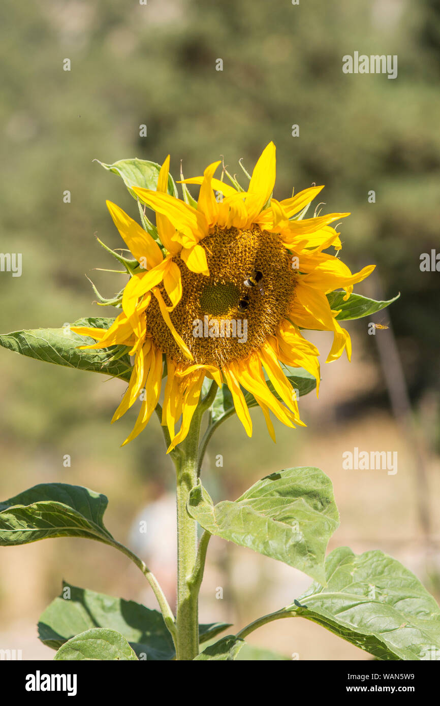 Common Sunflower, Helianthus annuus sunflower plant in sun Stock Photo Alamy