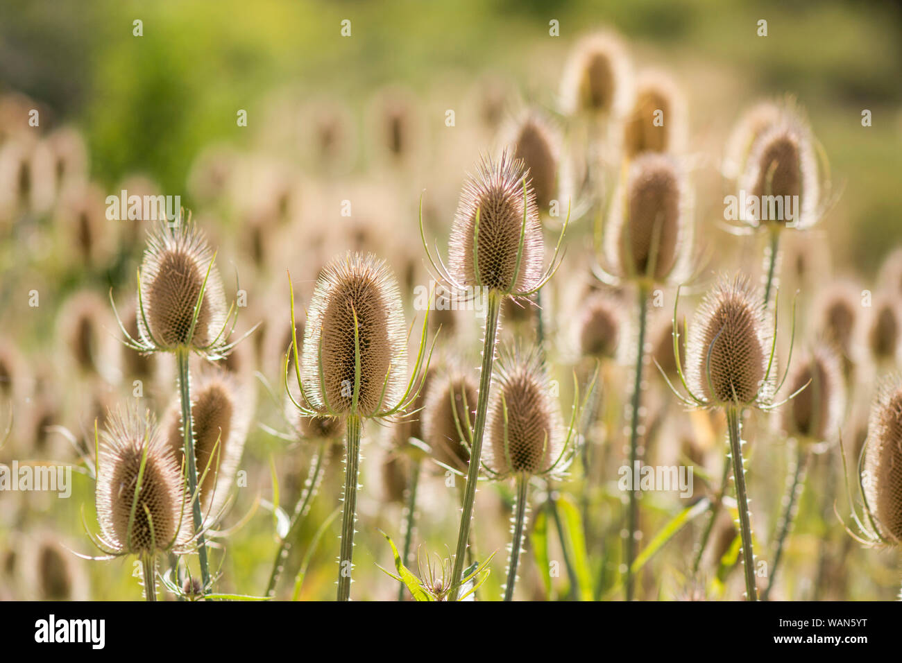 Dry seed pods of Indian Teasel, Dipsacus sativus, flower head. Stock Photo