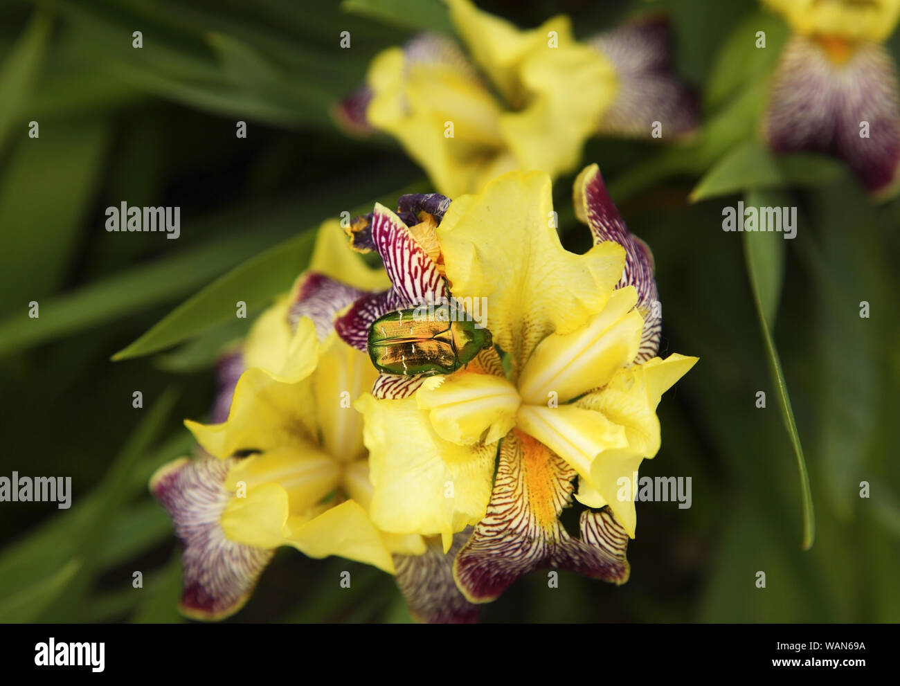 Beetle on orchid flower Stock Photo Alamy