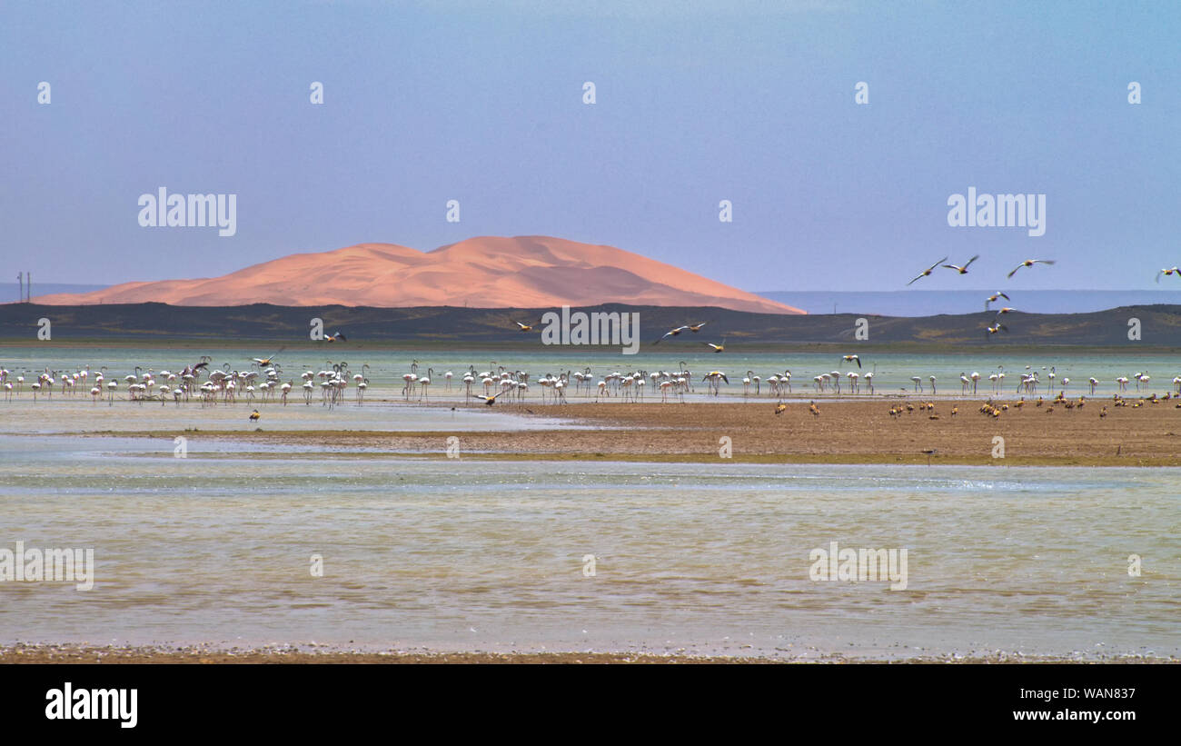 Flight of a flamingo on lake in an oasis of desert Sahara. Stock Photo
