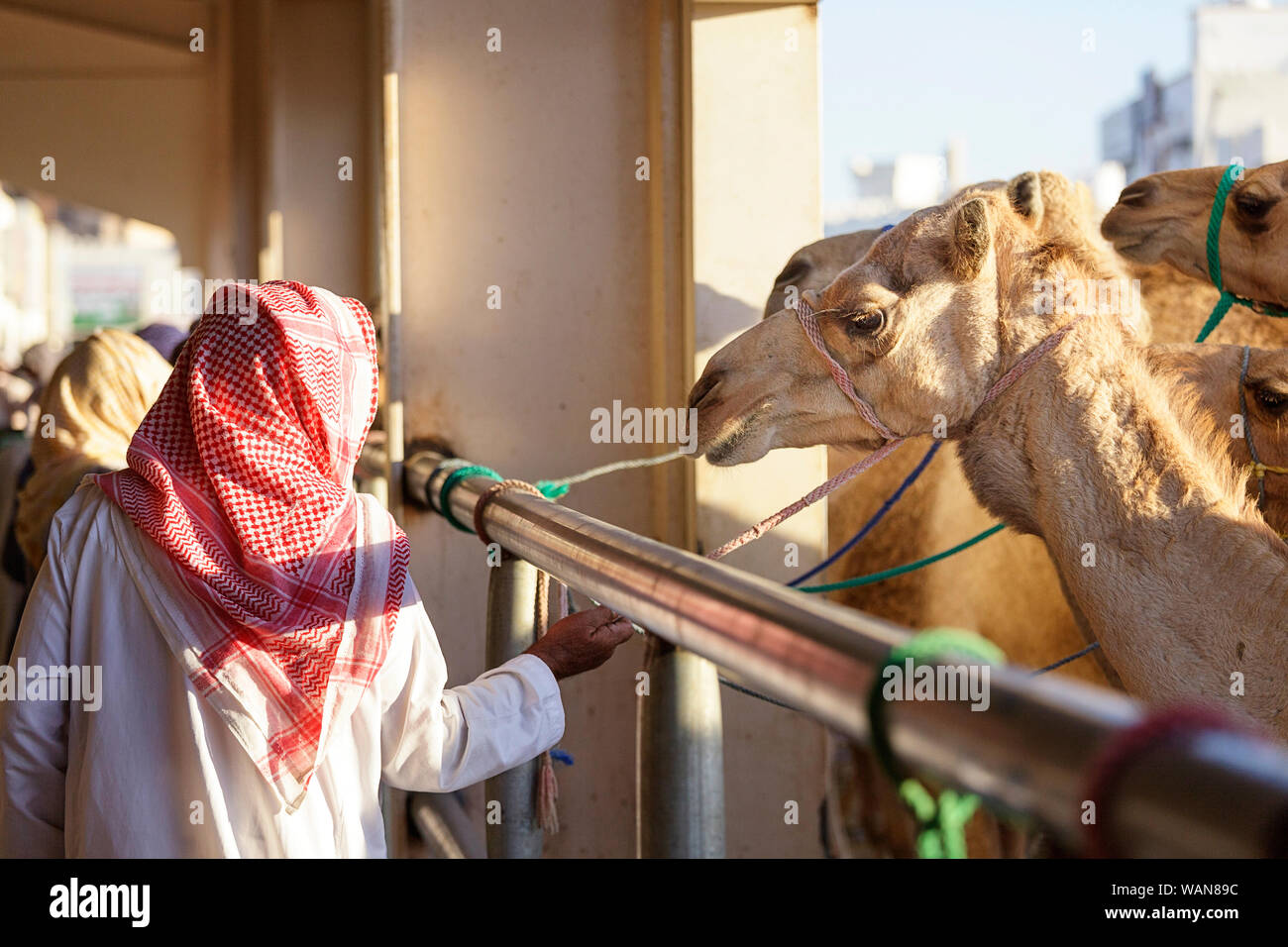 Camels at Sinaw market, Oman Stock Photo