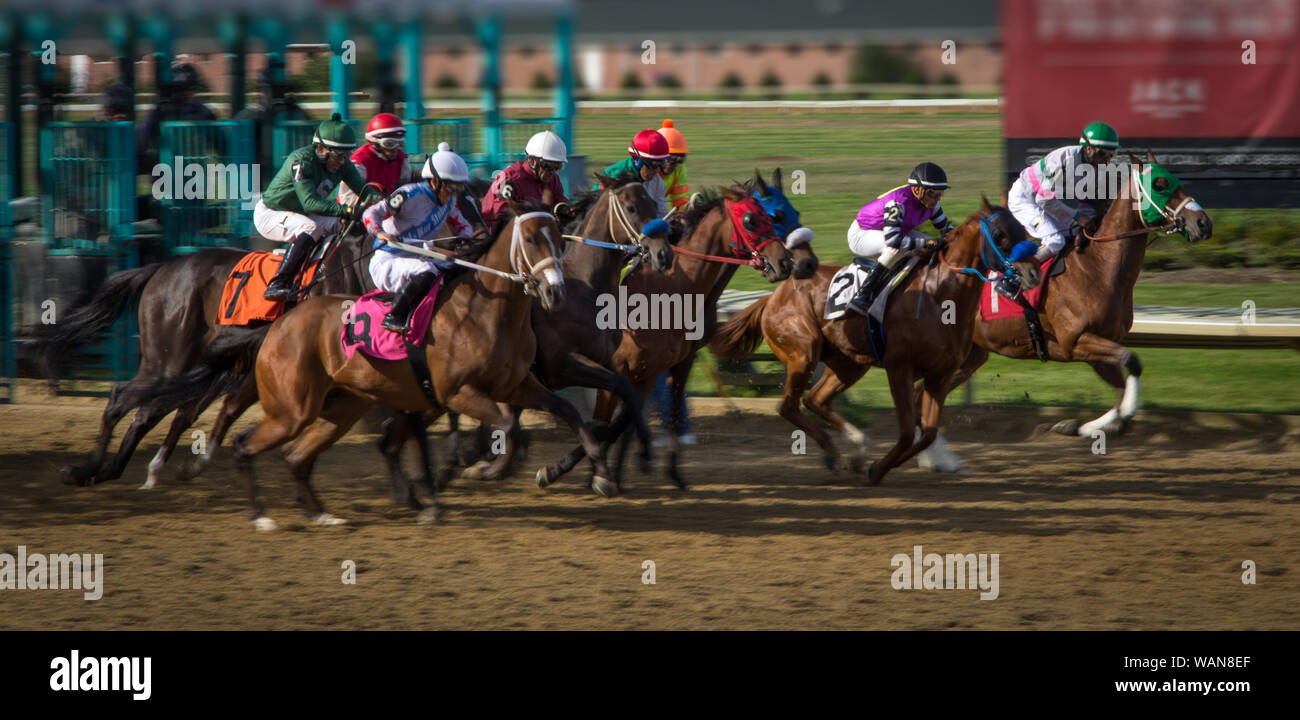 Race Horses Running Out Of The Starting Gate Stock Photo Alamy