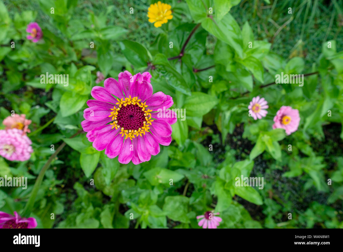 Pink Zinnia elegans California Giant flower in garden with other blooms surrounding Stock Photo