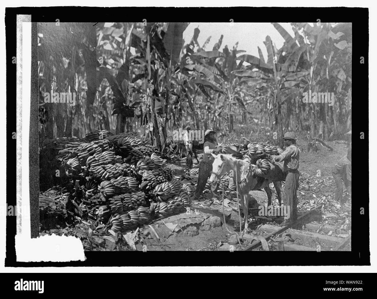 Costa Rica Hauling Bananas To Cars Stock Photo Alamy costa-rica-hauling-bananas-to-cars-stock-photo-alamy