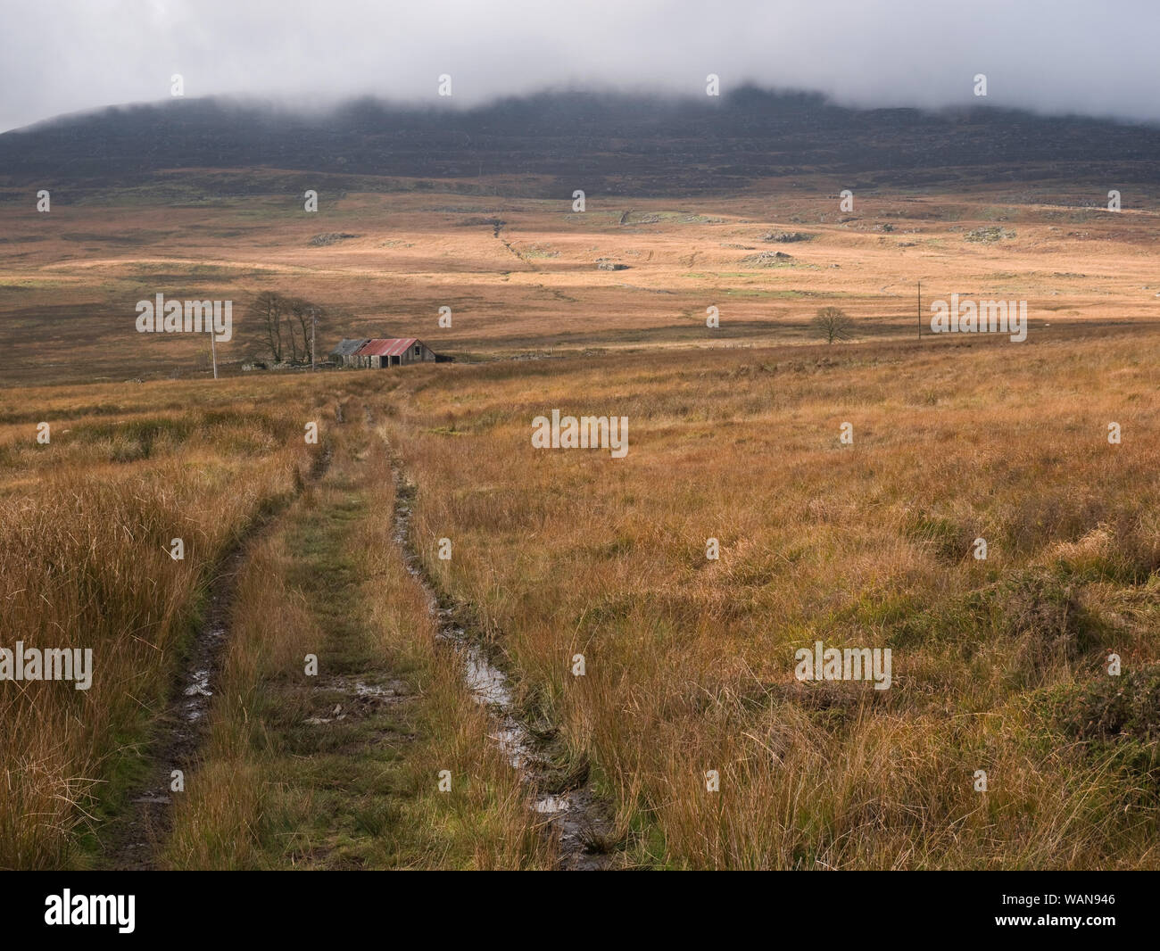 Old hill farm, Wern-fach, on the Crawcwellt moors, beneath the Rhinog mountains in Snowdonia National Park. Stock Photo