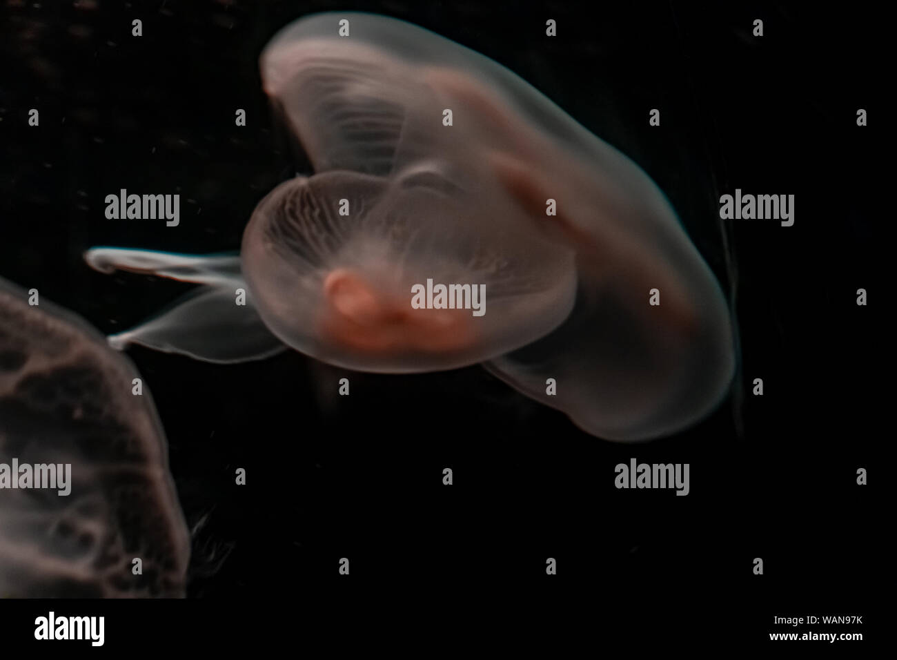 Sea Moon Jellyfish on a black background, close up Stock Photo - Alamy