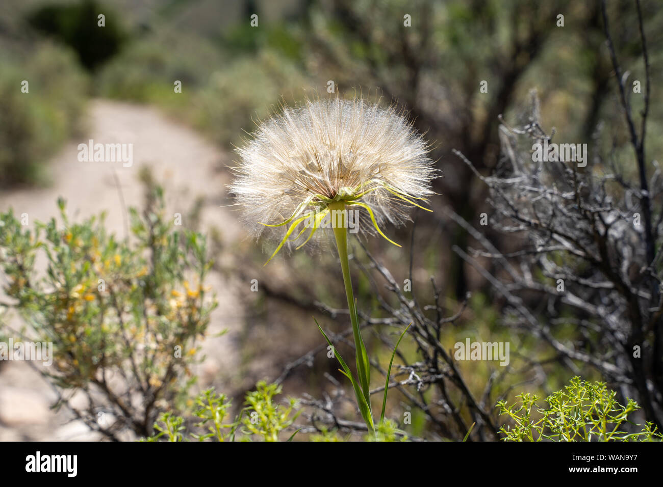 A large puff seed head - Western Salsify (Tragopogon dubius) in the Sawtooth Mountains of Idaho Stock Photo
