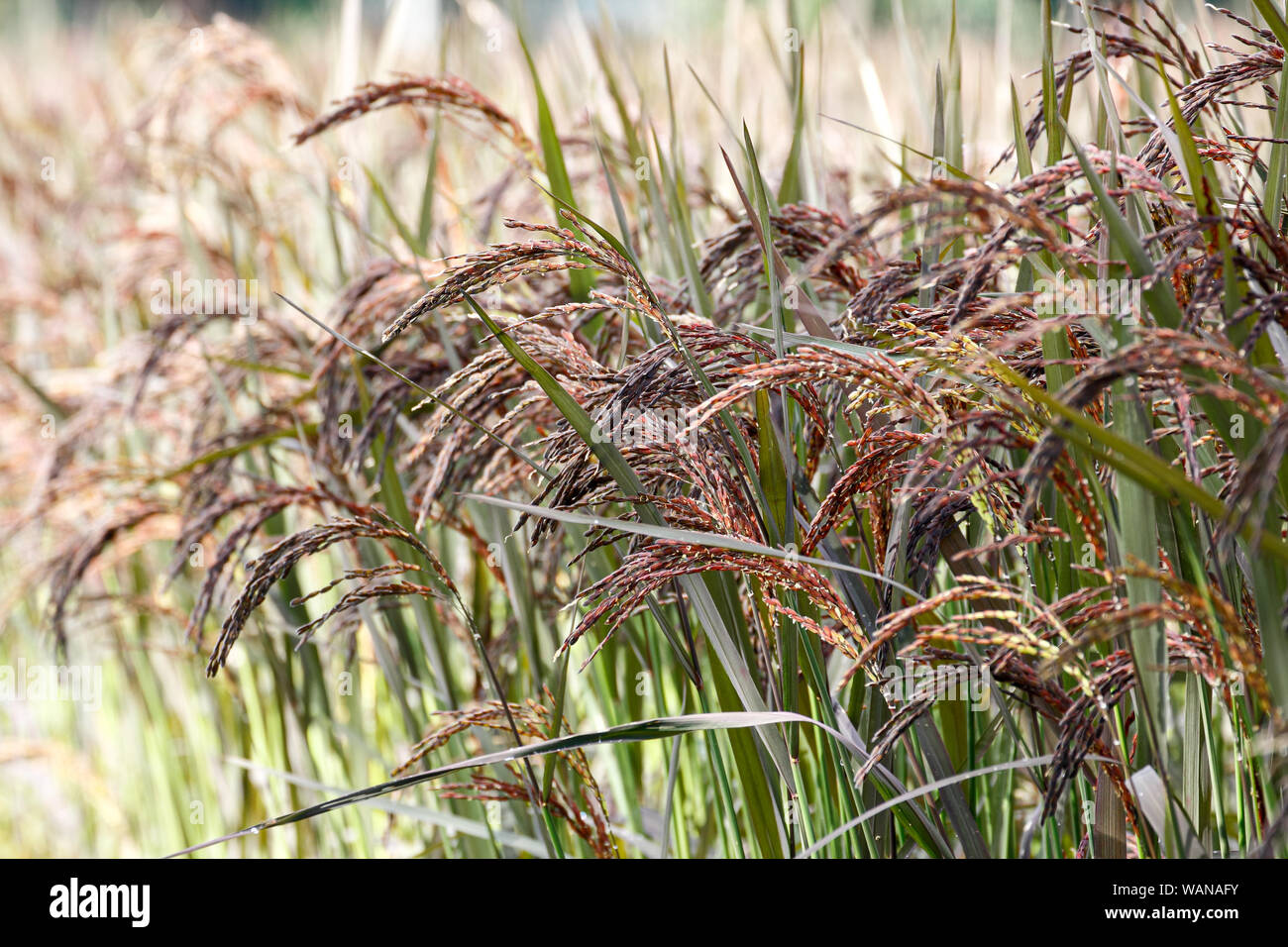 Young black rice (Rice berry) in the paddy field Stock Photo