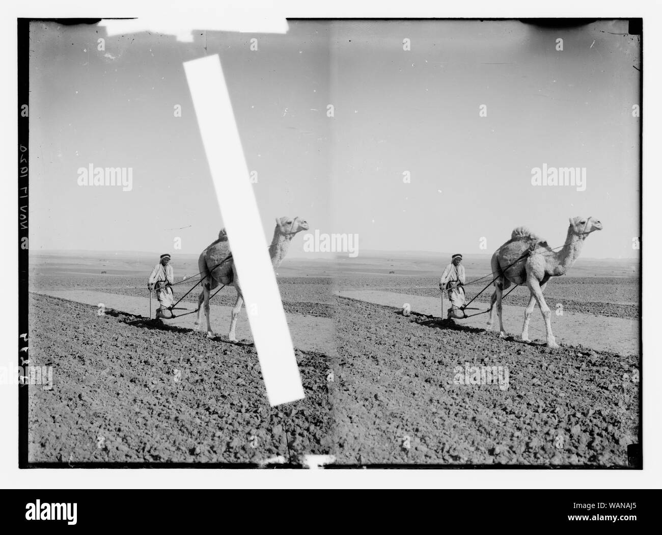 Camel characters Black and White Stock Photos & Images - Alamy