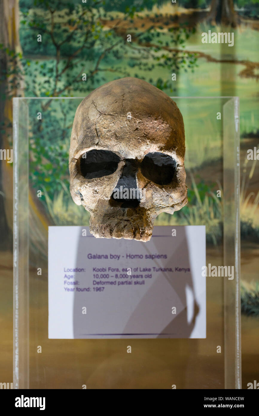 Reconstructed Galana boy skull on display in Nairobi National Museum, Nairobi, Kenya Stock Photo