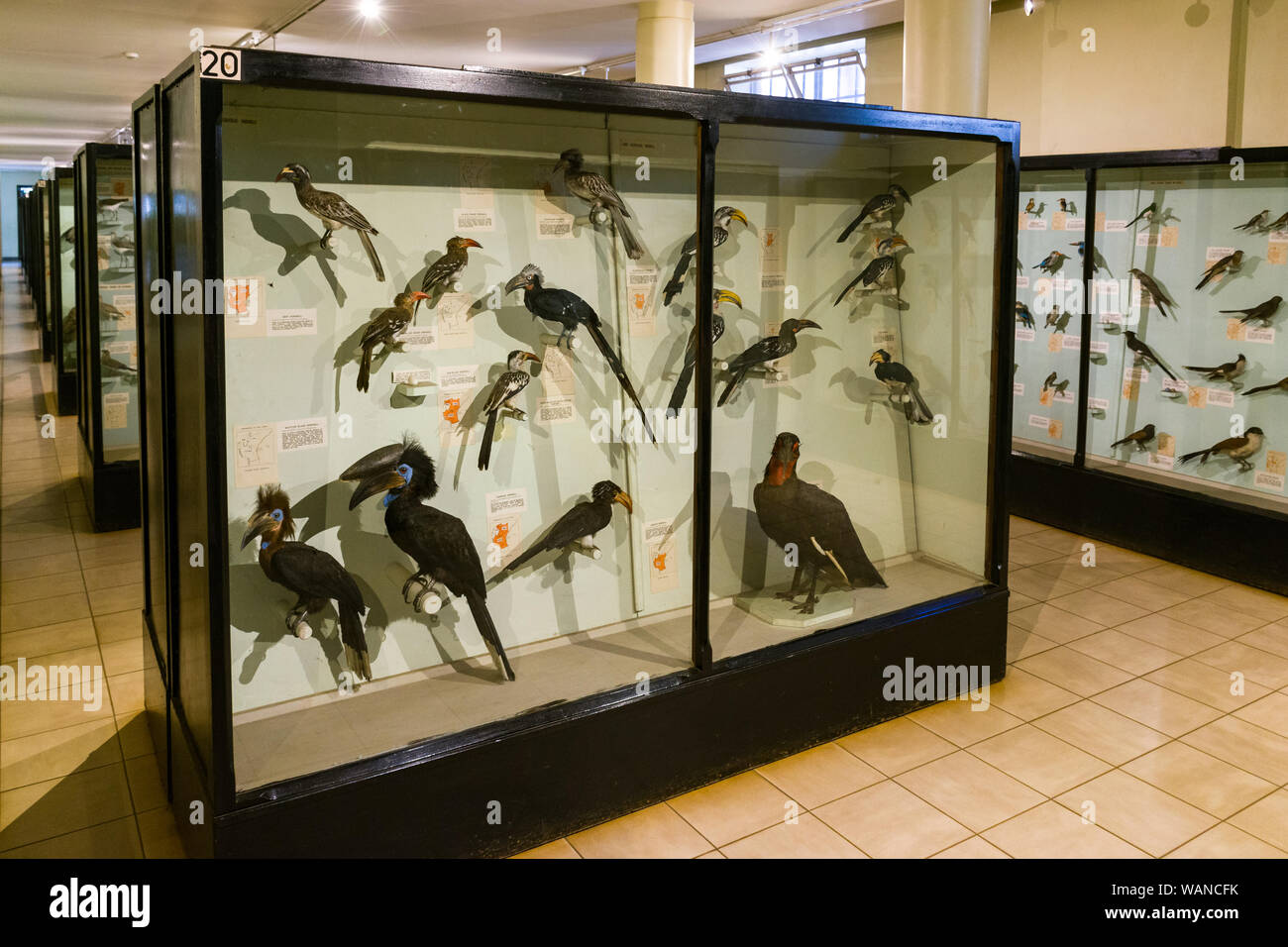 Display Case Museum Stock Photos & Display Case Museum Stock Images Alamy