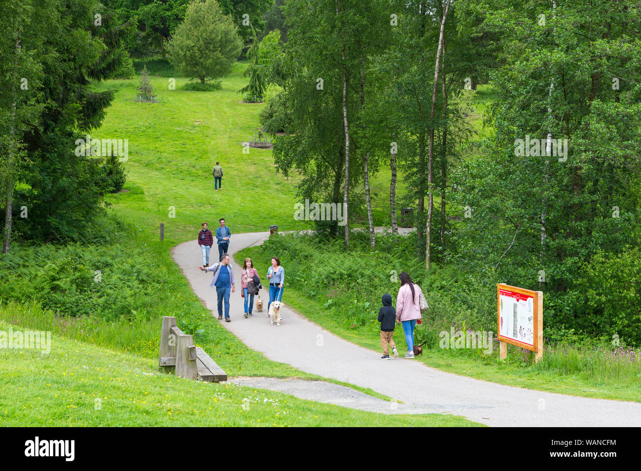 Bedgebury national pinetum and forest, lady oak lane, goudhurst, kent, uk Stock Photo