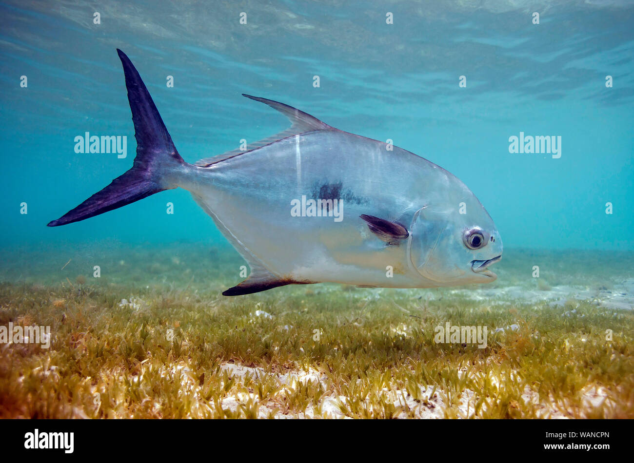 A permit swims above the sea grasses in Maho Bay, part of Virgin Islands National Park, on the island of St. John in the U.S. Virgin Islands. Stock Photo