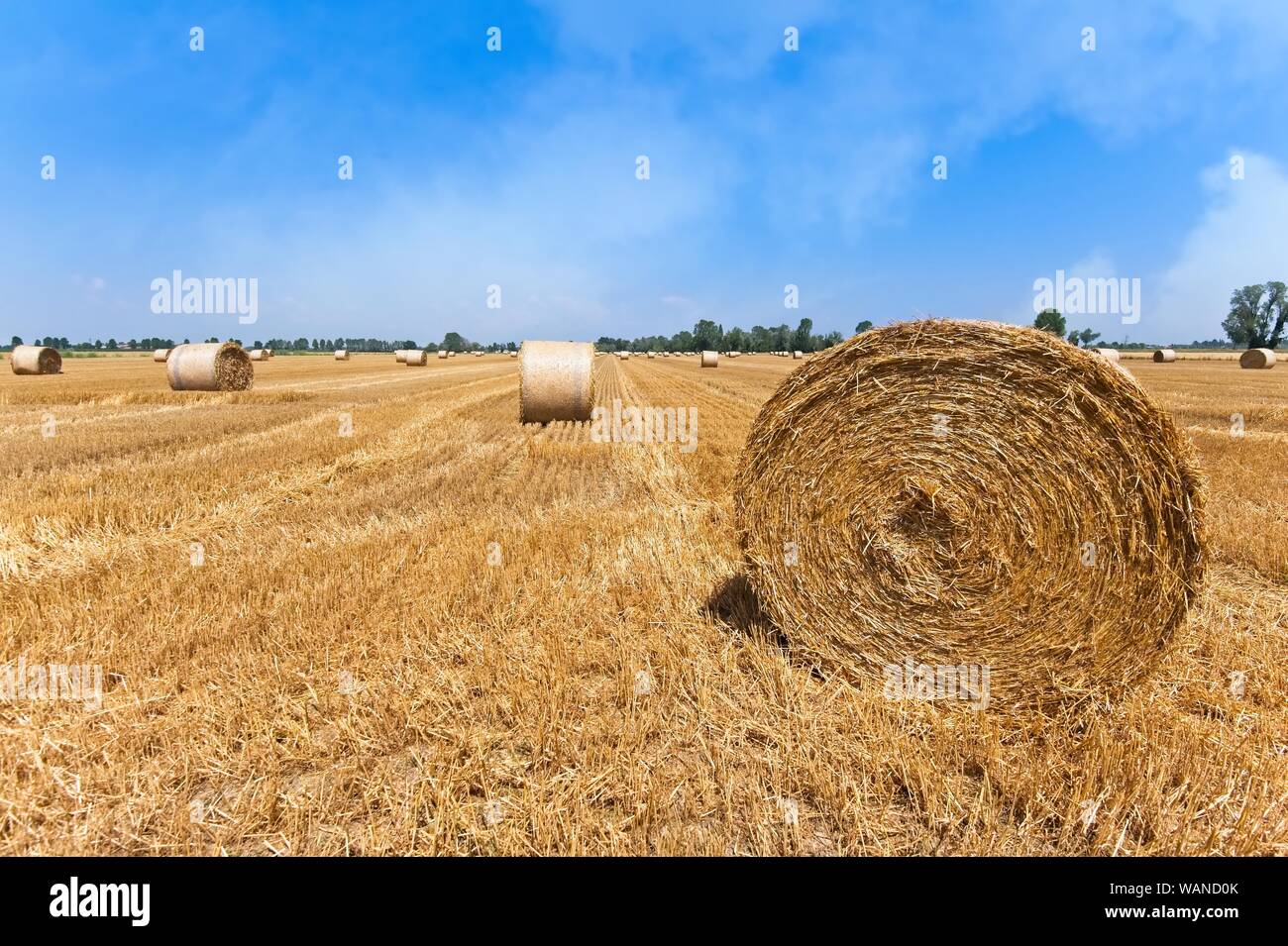 Wheat field after harvest with straw bales Stock Photo - Alamy