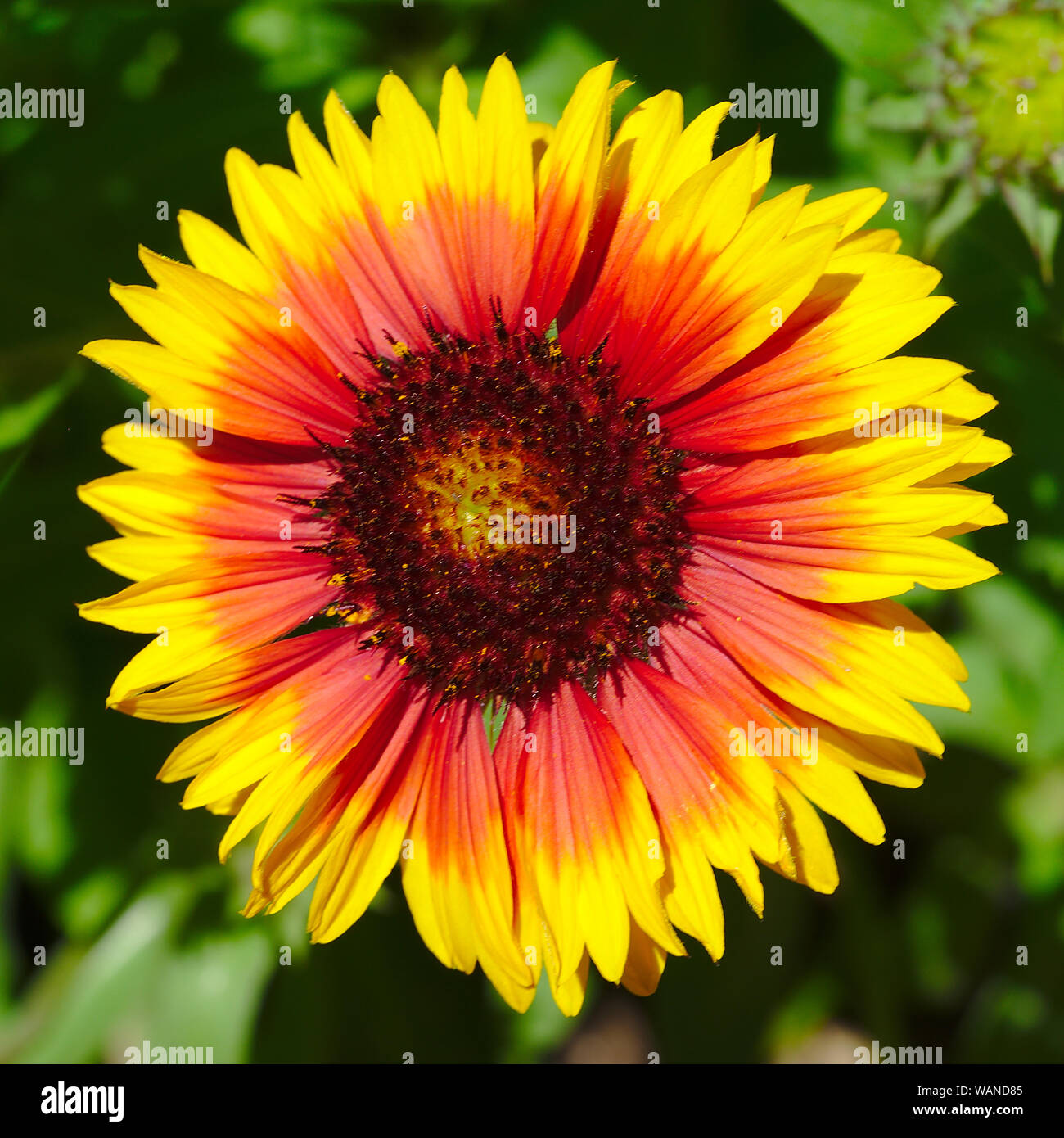 Mexican flower, orange and red gradient. Asteraceae, Gaillardia pulchella. Square format Stock Photo
