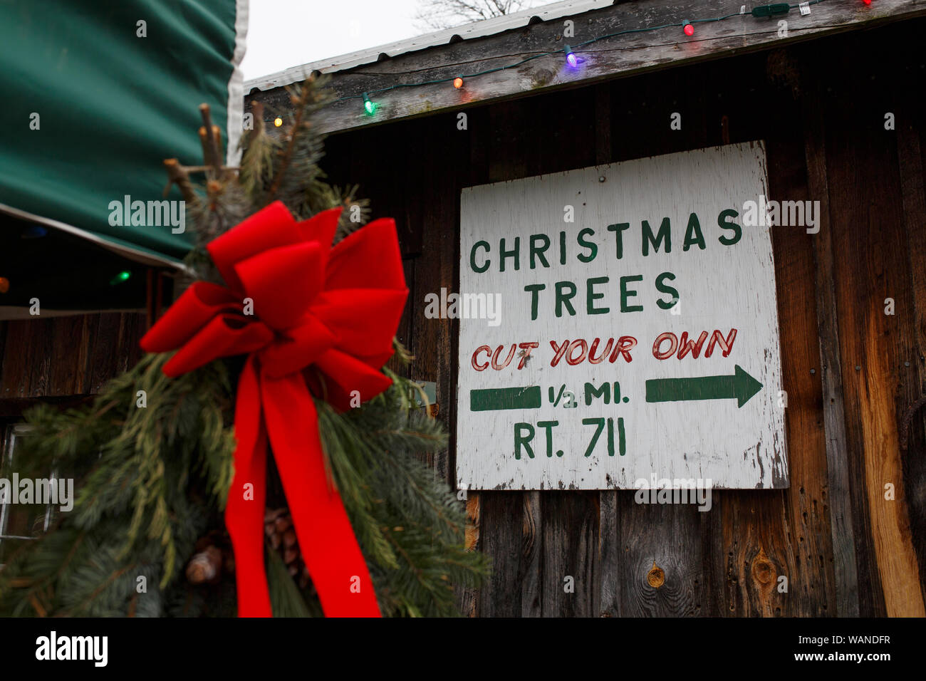 Scenes form Snickers Gap Christmas Tree Farm near Washington, DC Stock