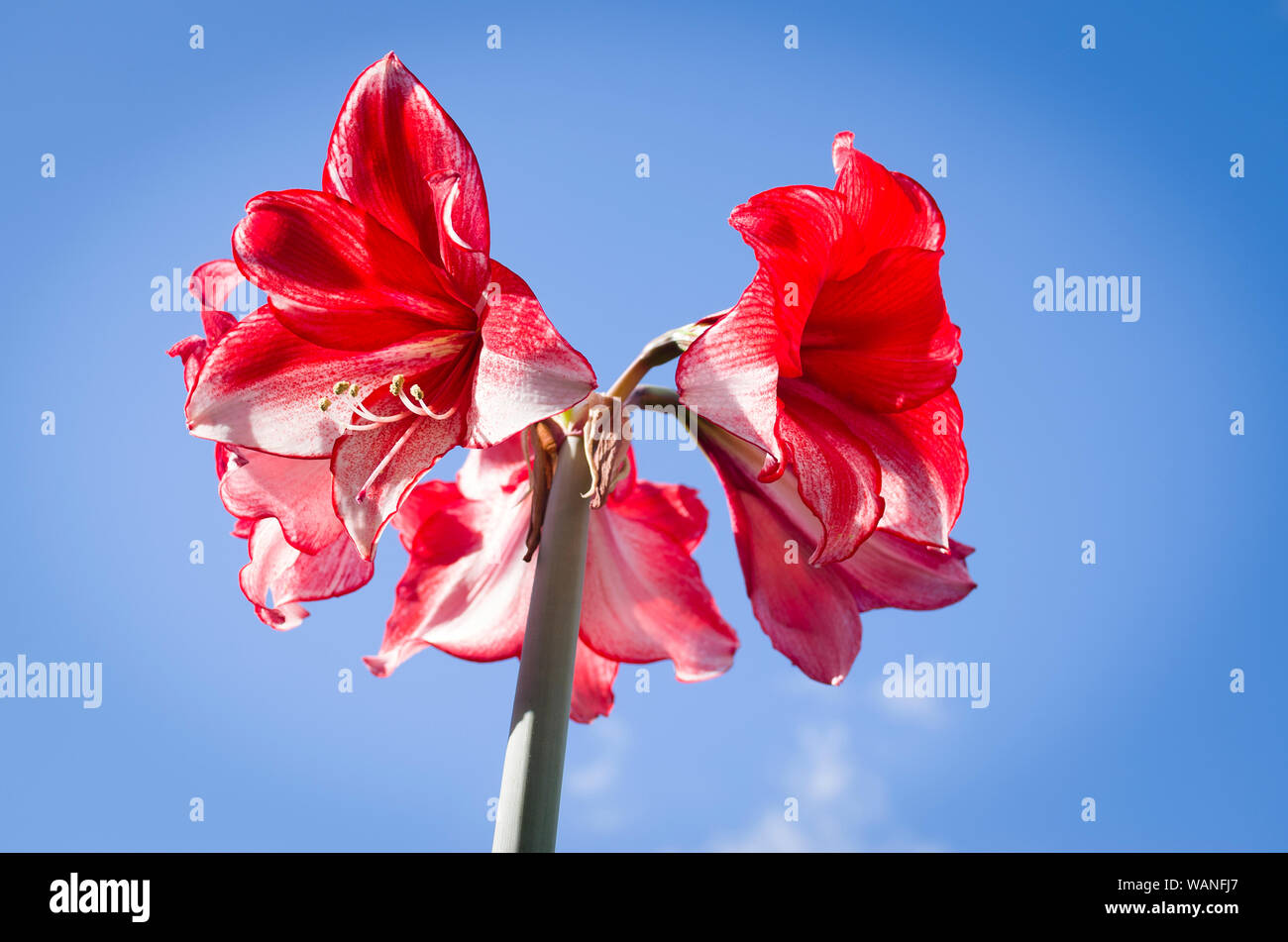 Red and white flowers on a stately Hippeastrum Charisma house-plant grown from a bulb in England UK Stock Photo
