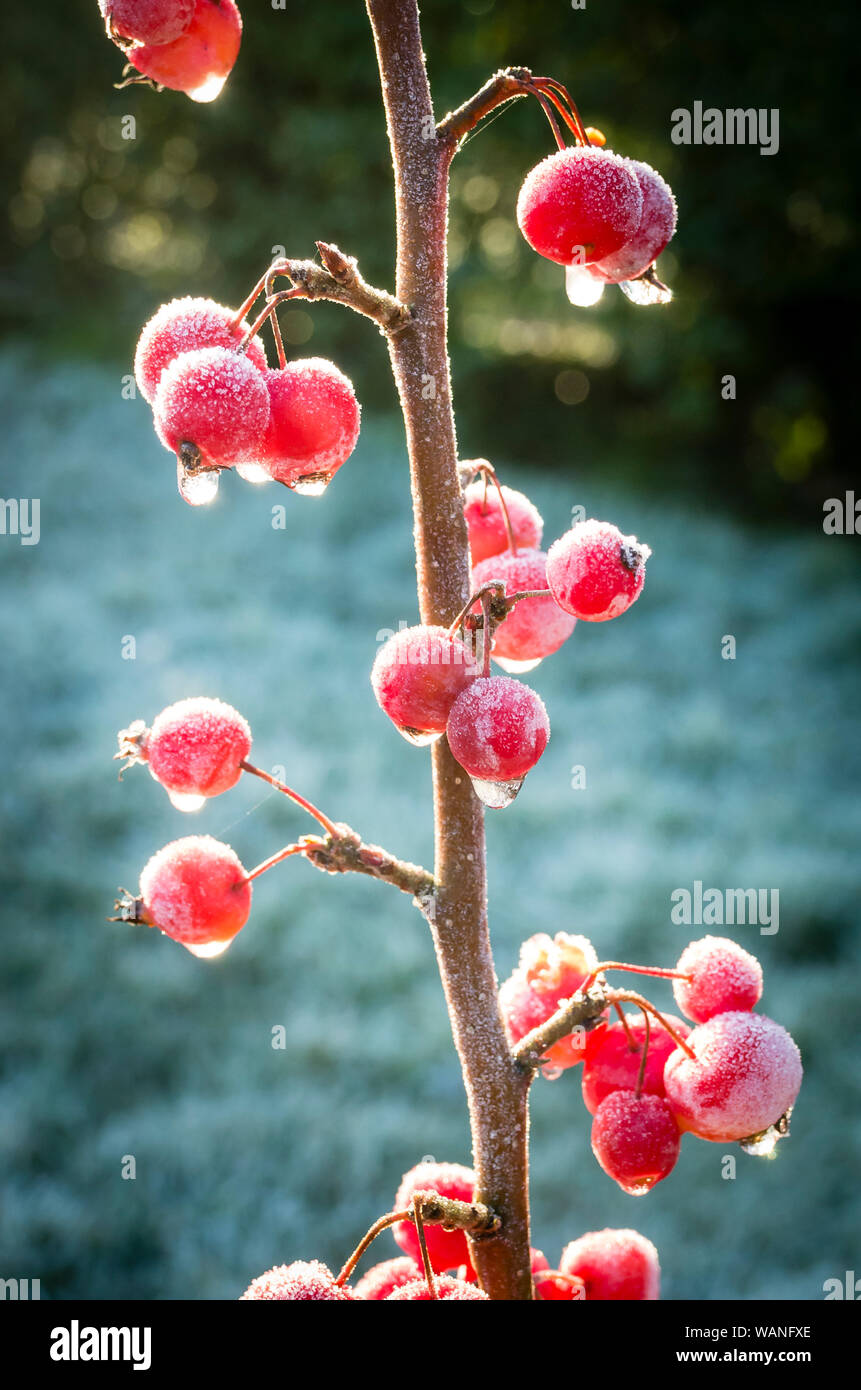 Ripe red frosted fruit of Malus x robusta Red Sentinel in winter in England UK Stock Photo