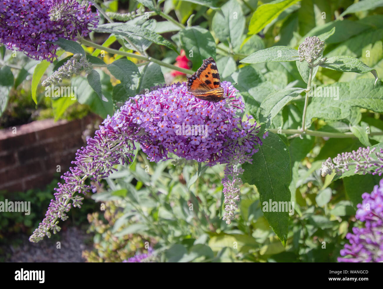 Tortoiseshell butterfly (Aglais urticae) feeding on nectar from purple buddleia flowers Stock Photo