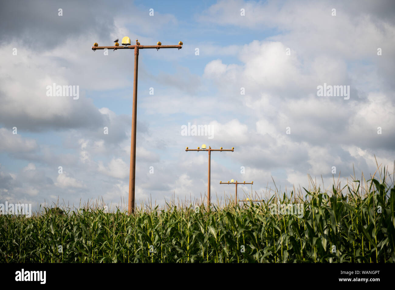21 August 2019, SchleswigHolstein, Lübeck A dove is sitting on a