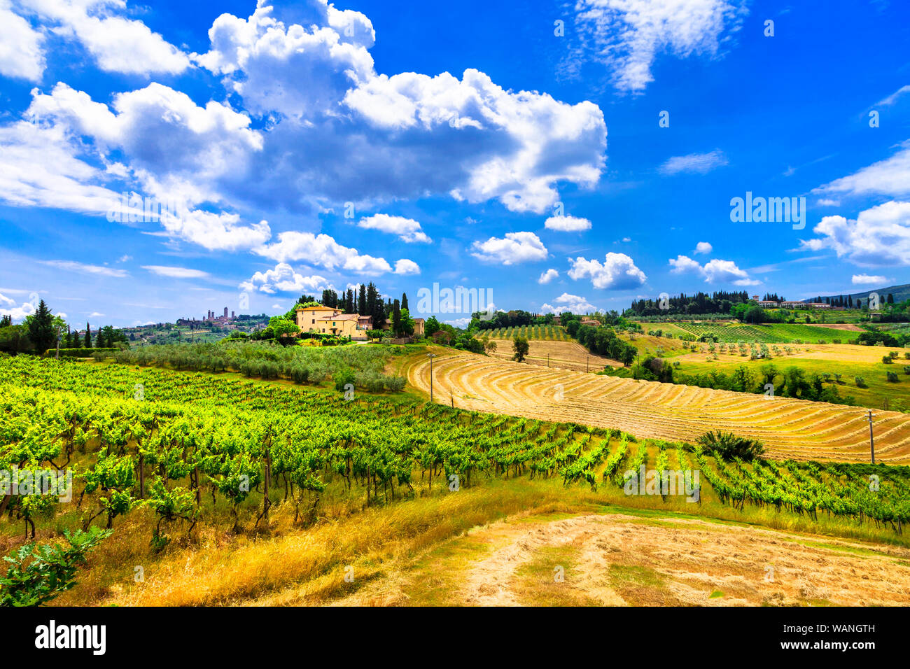 Geometric vineyards,cypresses and agriturismo in Tuscany,Pienza,Italy. Stock Photo