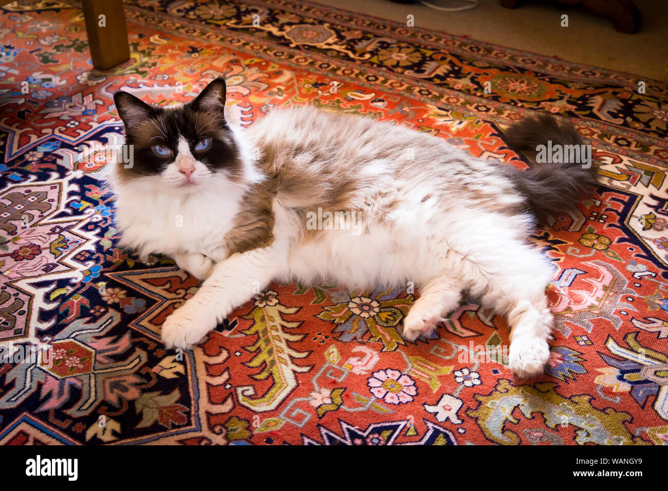 Female Ragdoll bicolour cat enjoying the luxury of an all-wool Persian carpet in UK Stock Photo