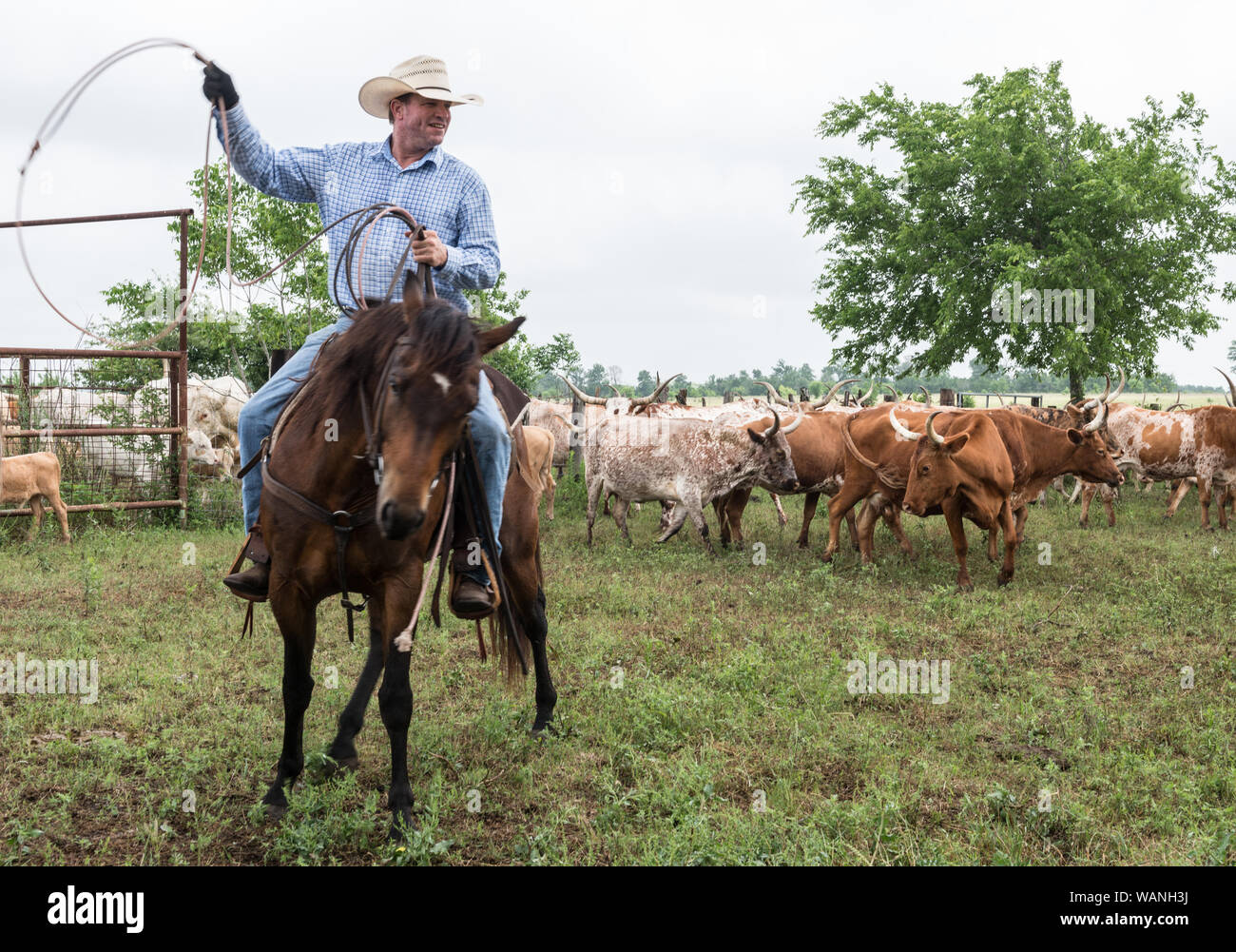 Cowhand Craig Bauer, atop his horse, Spaghetti, on the prowl for longhorn heifers and calves on branding day at the 1,800-acre Lonesome Pine Ranch, a working cattle ranch that is part of the Texas Ranch Life ranch resort near Chappell Hill in Austin County, Texas Stock Photo