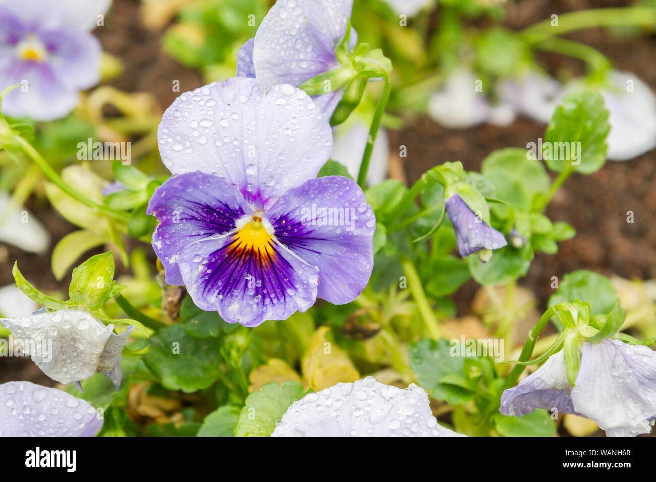 Flowers pansies in the rain drops grow in the garden in the summer