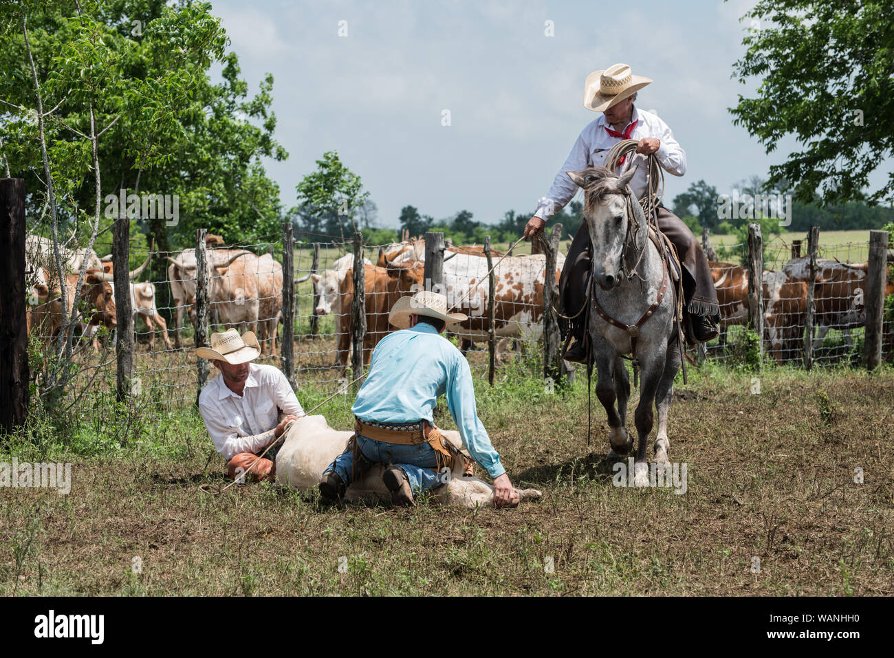 Cowhands Ranch Calf branding working cowboys hi-res stock photography and images - Alamy
