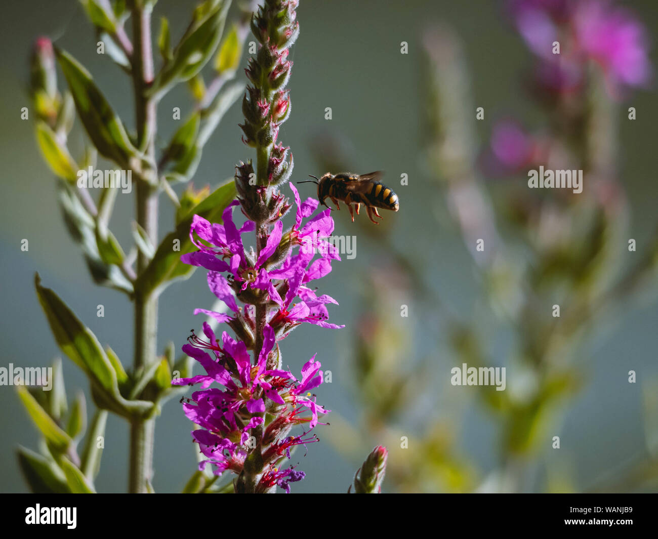 Hornet flying over a plant to eat the nectar and pollinate it Stock Photo