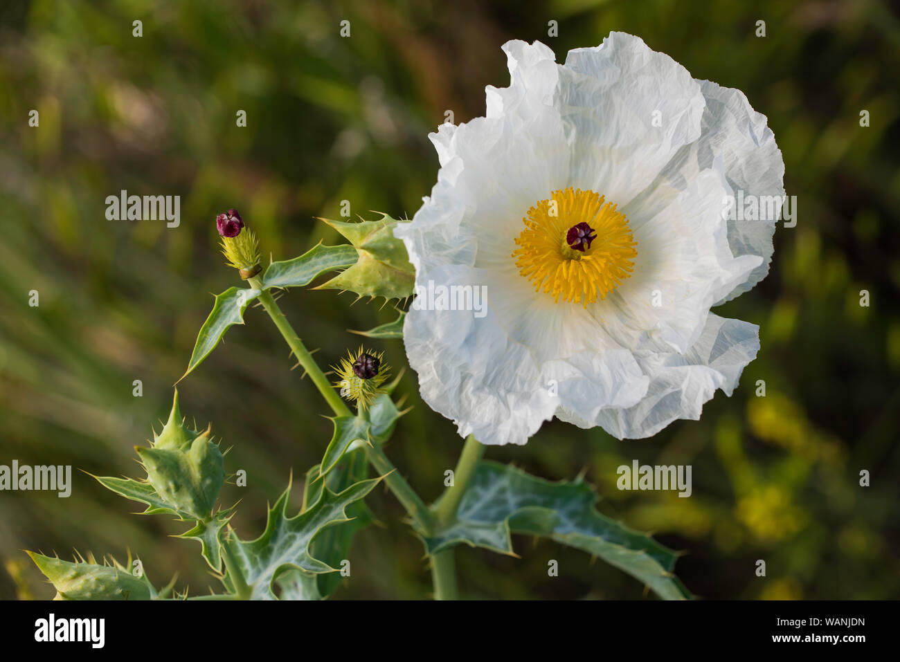 Bluestem Prickly Poppy (Argemone albiflora), blooming, Prairie, Custer State Park, S. Dakota, USA, by Bruce Montagne/Dembinsky Photo Assoc Stock Photo