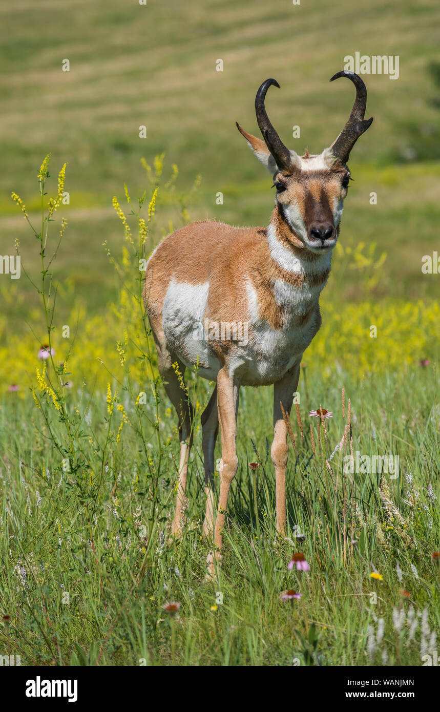 Forbs hires stock photography and images Alamy