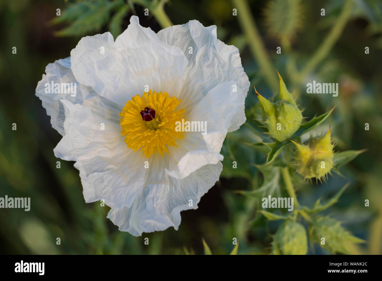 Bluestem Prickly Poppy (Argemone albiflora), blooming, Prairie, Custer State Park, S. Dakota, USA, by Bruce Montagne/Dembinsky Photo Assoc Stock Photo