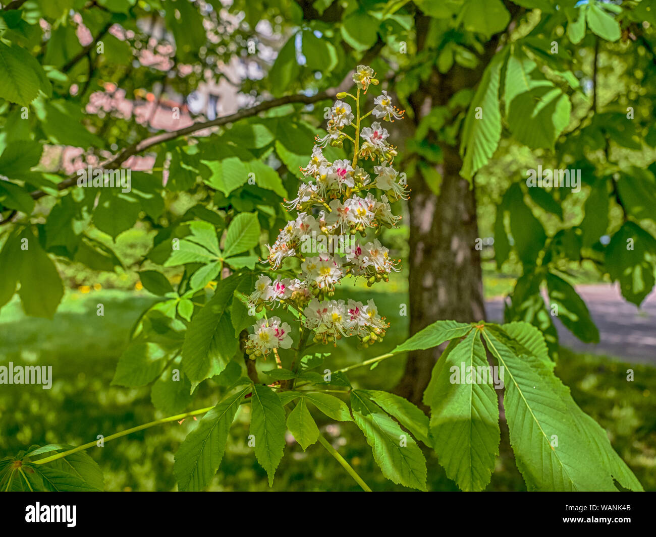 Castanea Sativa Bloom Hi-res Stock Photography And Images - Alamy