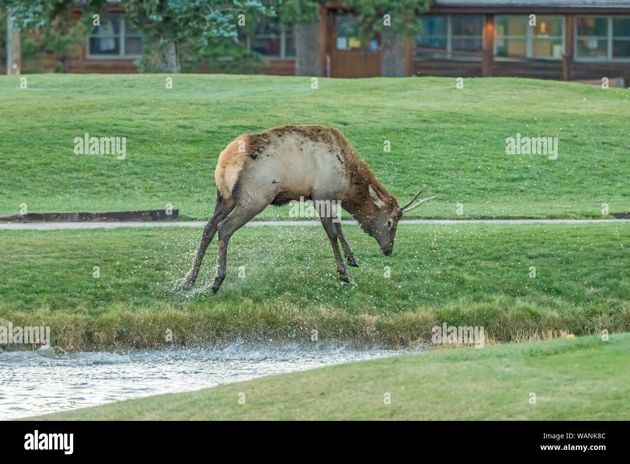 A young spike bull elk (Cervus elaphus) splashes around after playing in a  pond at the Estes Park 18-Hole Golf Course in Estes Park, Colorado Stock  Photo - Alamy