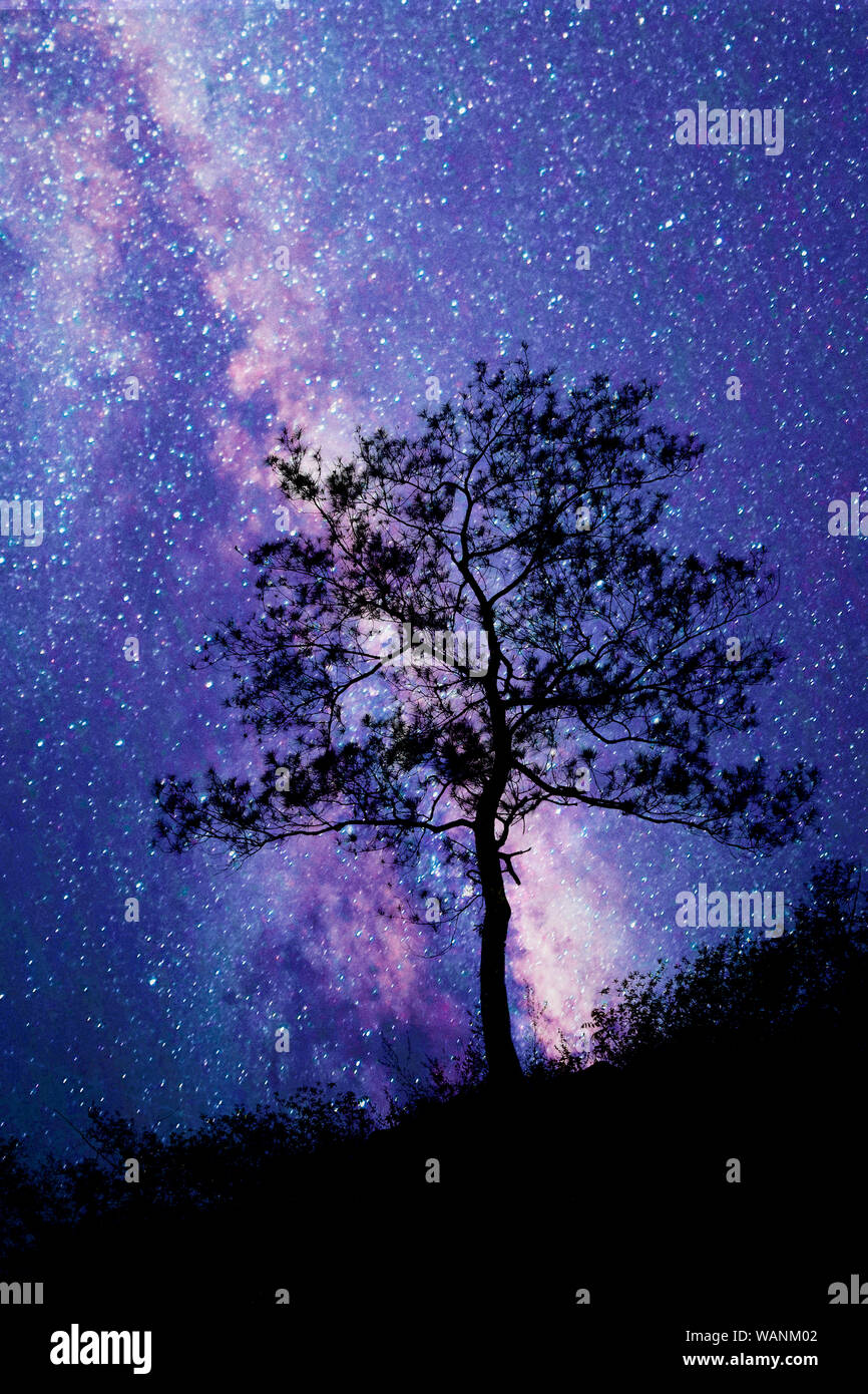 Tree standing silhouetted against the Milky Way Galaxy Stock Photo - Alamy