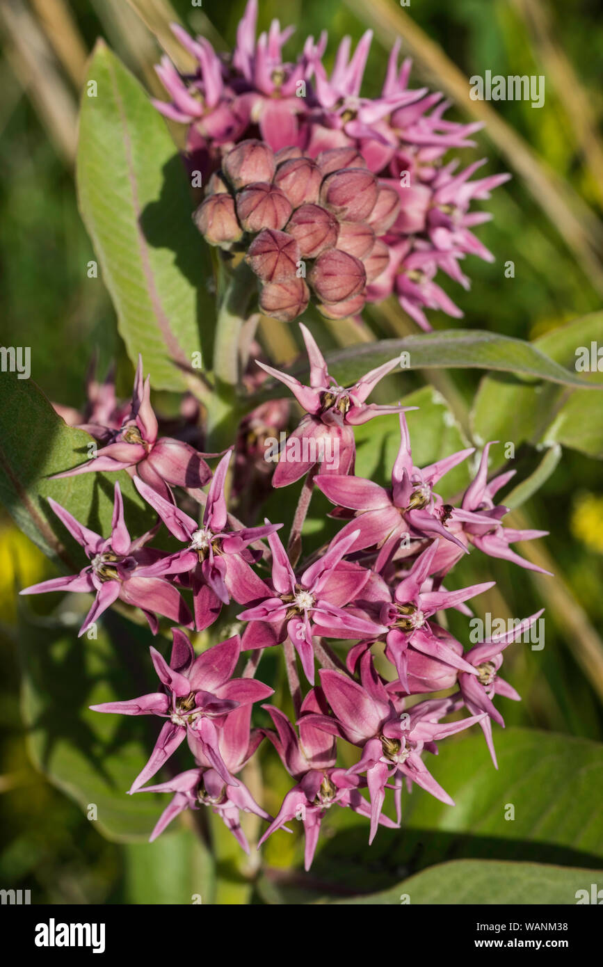 Showy Milkweed (Asclepias speciosa), WInd Cave National Park. S. Dakota, USA, by Bruce Montagne/Dembinsky Photo Assoc Stock Photo