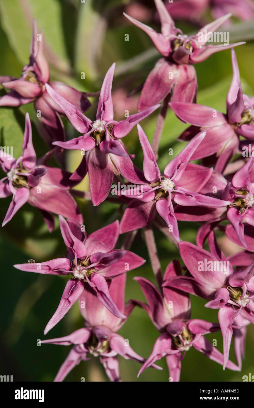Showy Milkweed (Asclepias speciosa), WInd Cave National Park. S. Dakota, USA, by Bruce Montagne/Dembinsky Photo Assoc Stock Photo