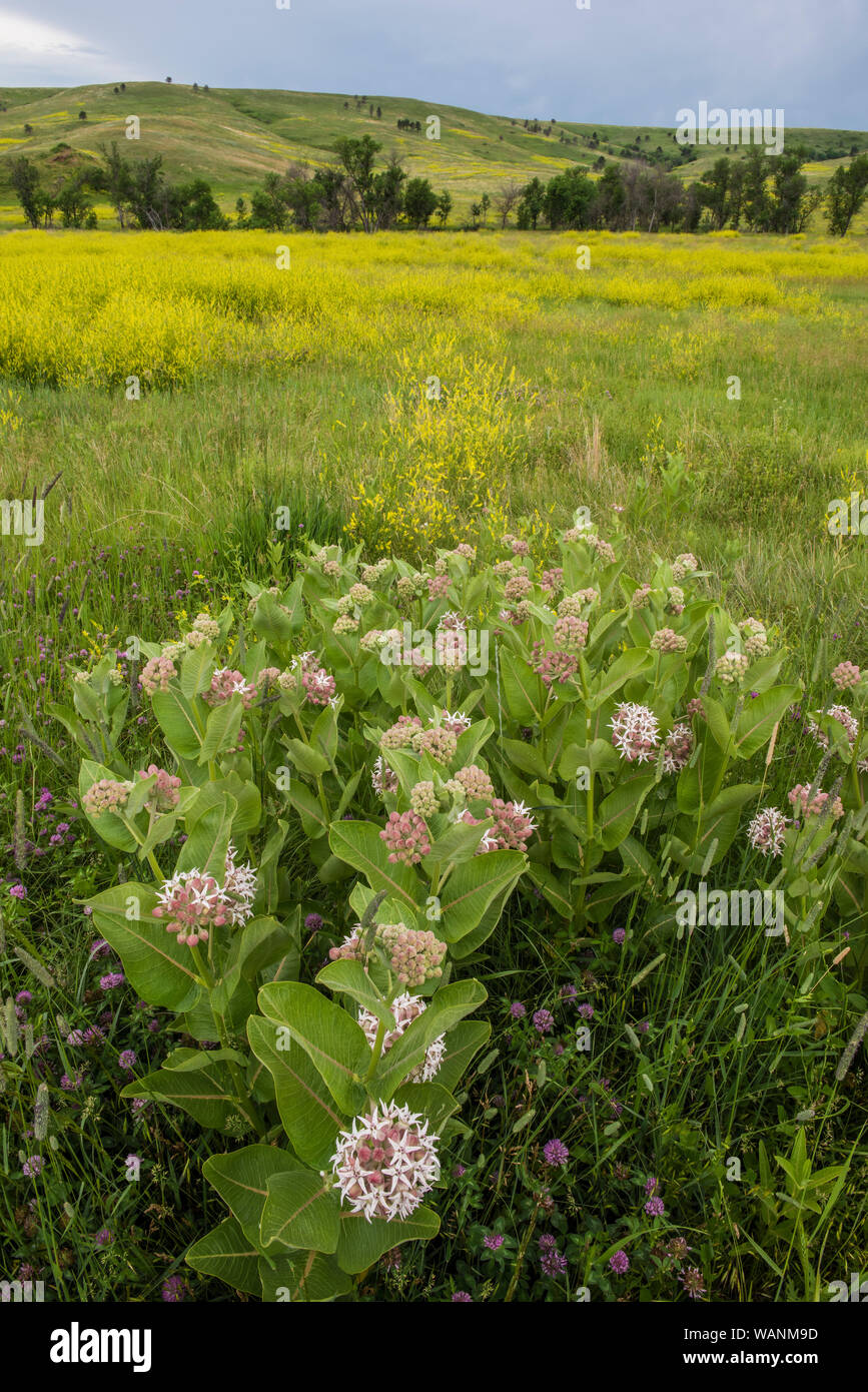Showy Milkweed (Asclepias speciosa), WInd Cave National Park. S. Dakota, USA, by Bruce Montagne/Dembinsky Photo Assoc Stock Photo