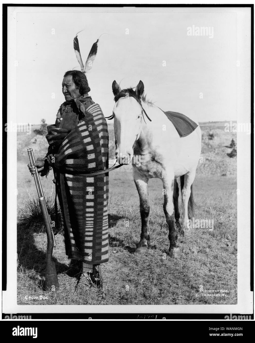 Crow Dog Stock Photo
