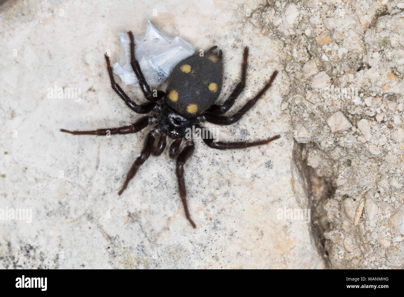 Zeltdachspinne, Zeltdach-Spinne, mit Beute, Uroctea durandi, Oecobiidae, Scheibennetzspinnen, Kroatien, Croatia Stock Photo