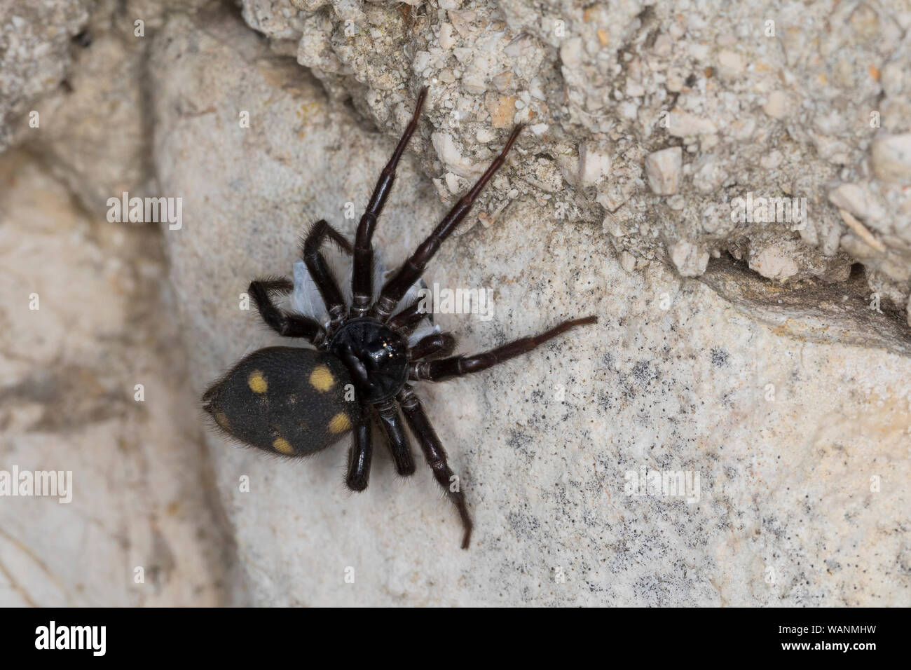 Zeltdachspinne, Zeltdach-Spinne, mit Beute, Uroctea durandi, Oecobiidae, Scheibennetzspinnen, Kroatien, Croatia Stock Photo