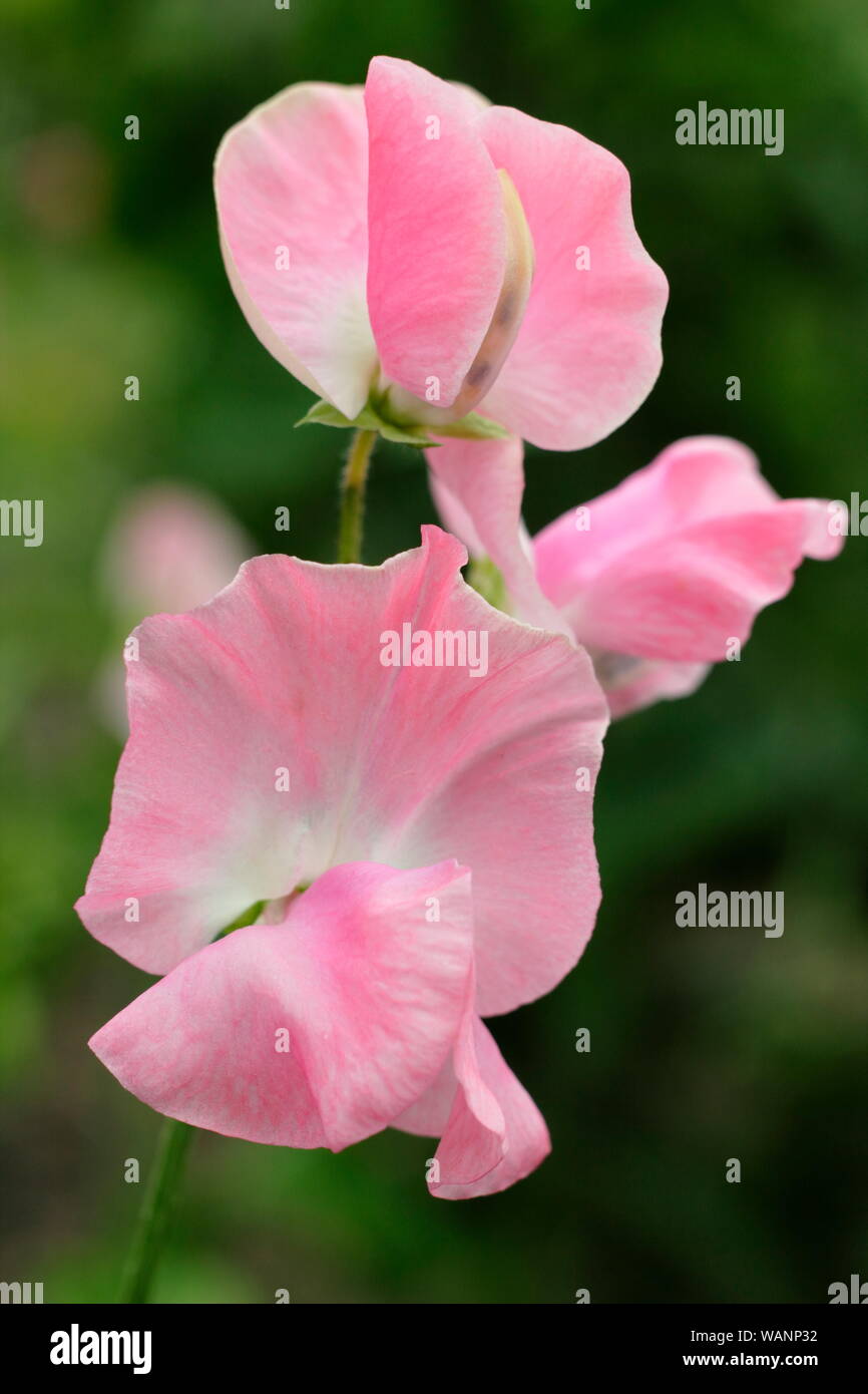 Sweetpea emma hi-res stock photography and images - Alamy