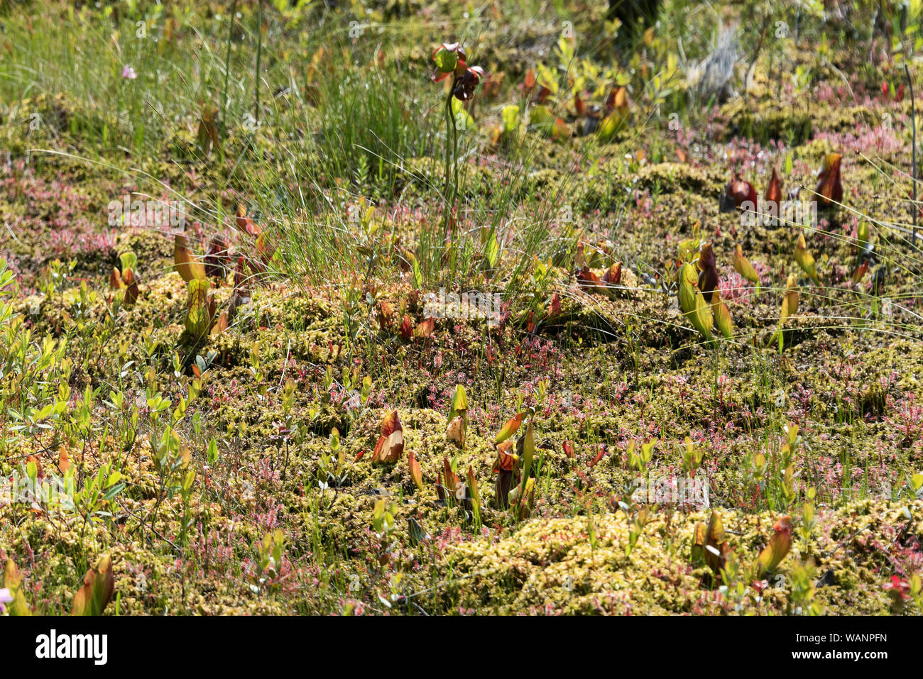 Pitcher plants in bloom with sundews and Sheep Laurel in the bog on Isle au Haut, Maine, USA Stock Photo