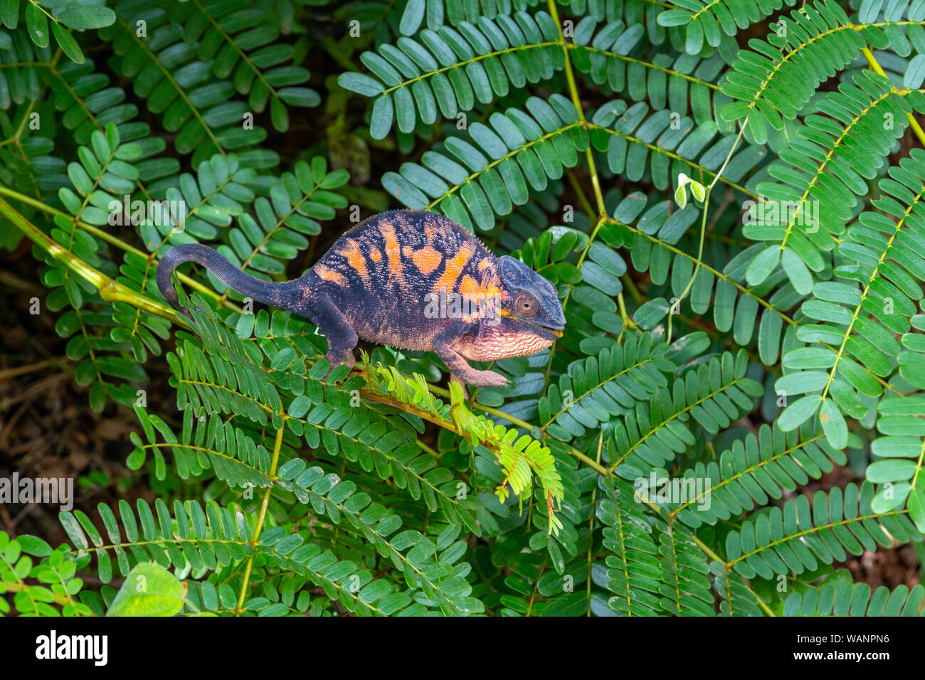 Female Panther chameleon (Furcifer pardalis) in Lokobe nature strict reserve in Madagascar, Nosy Be, Africa Stock Photo