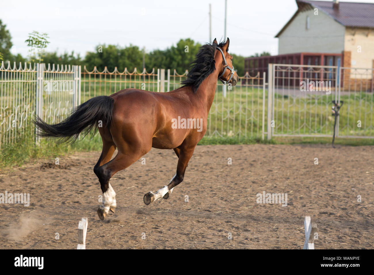 Horse hanoverian red brown color with white  strip line Stock Photo