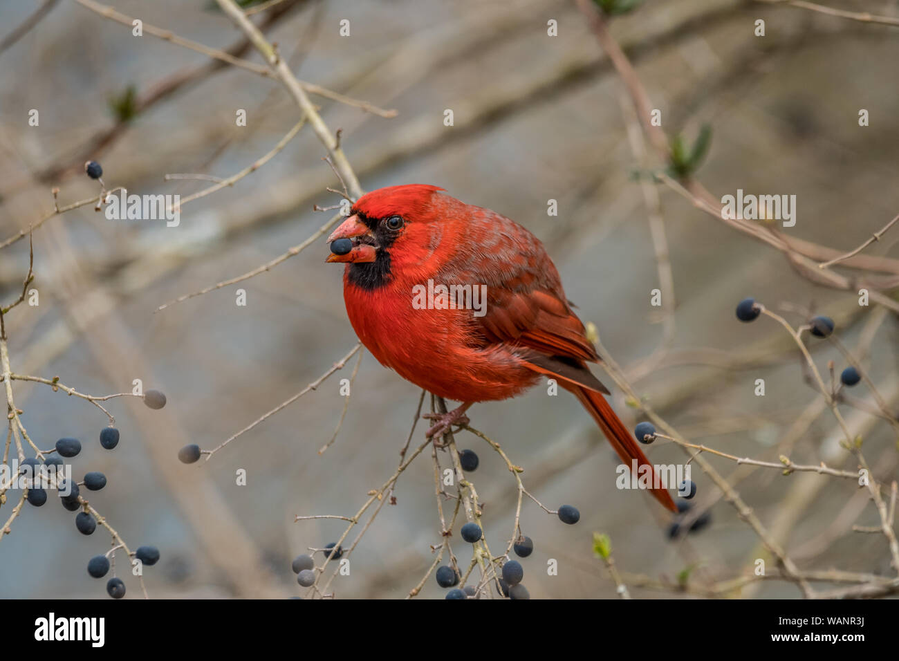 A red cardinal bird on a tree branch eating berries in the winter Stock Photo