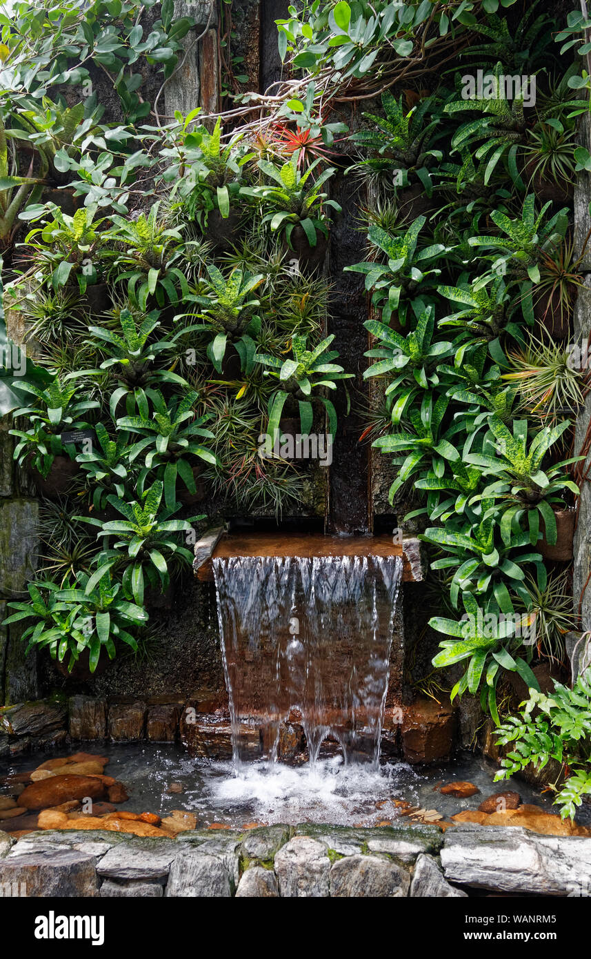 wall of bromeliads, water flowing, fountain, stones, green plants, 1