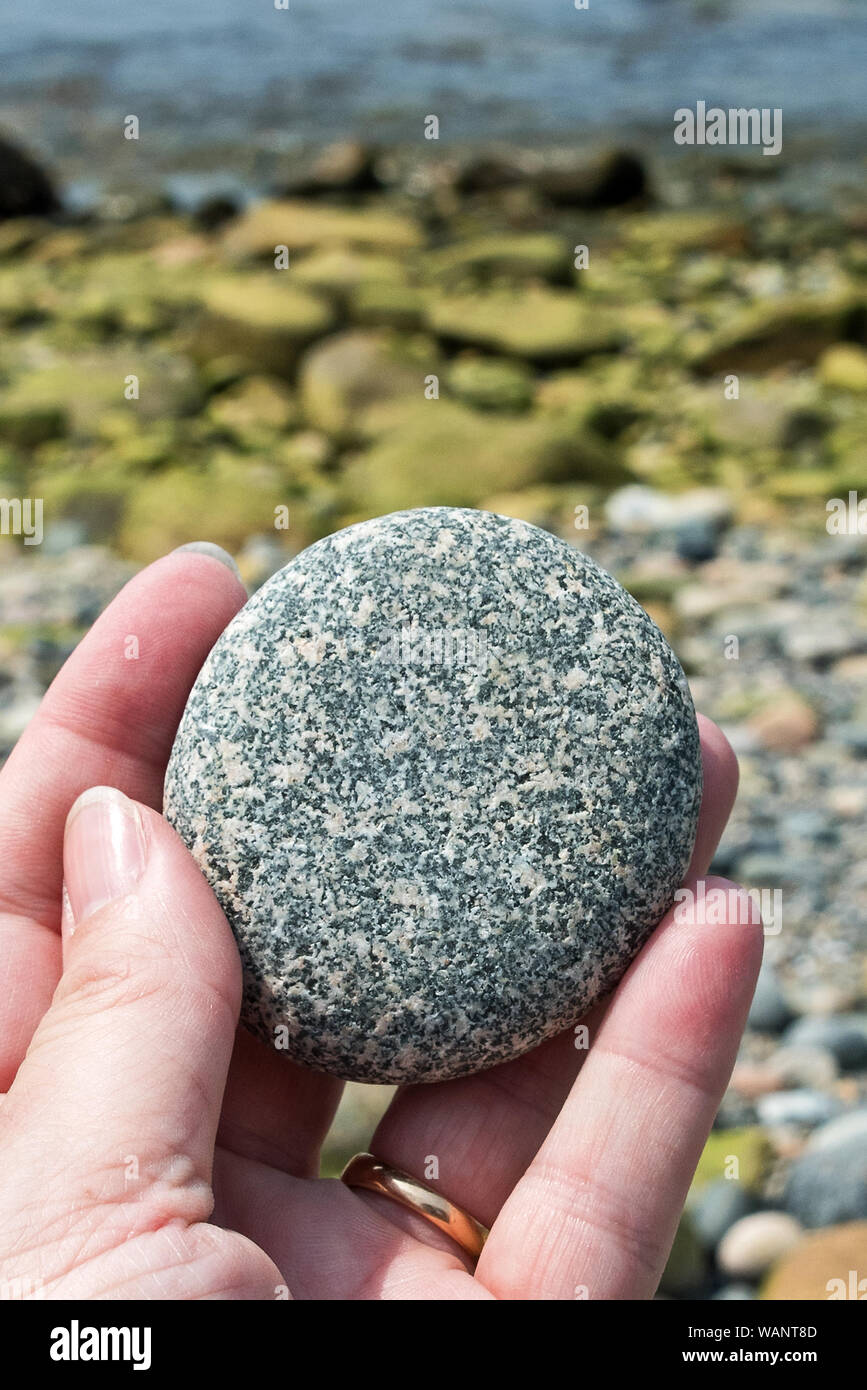 Woman's hand holding granite beach stone, locally known as 'cobbles ...